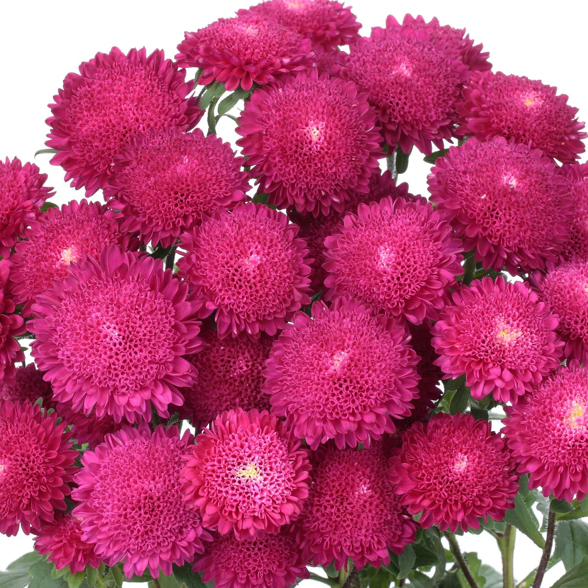 Aster Seeds 50 Seeds Aster Bonita Rose Cut Flower Seeds