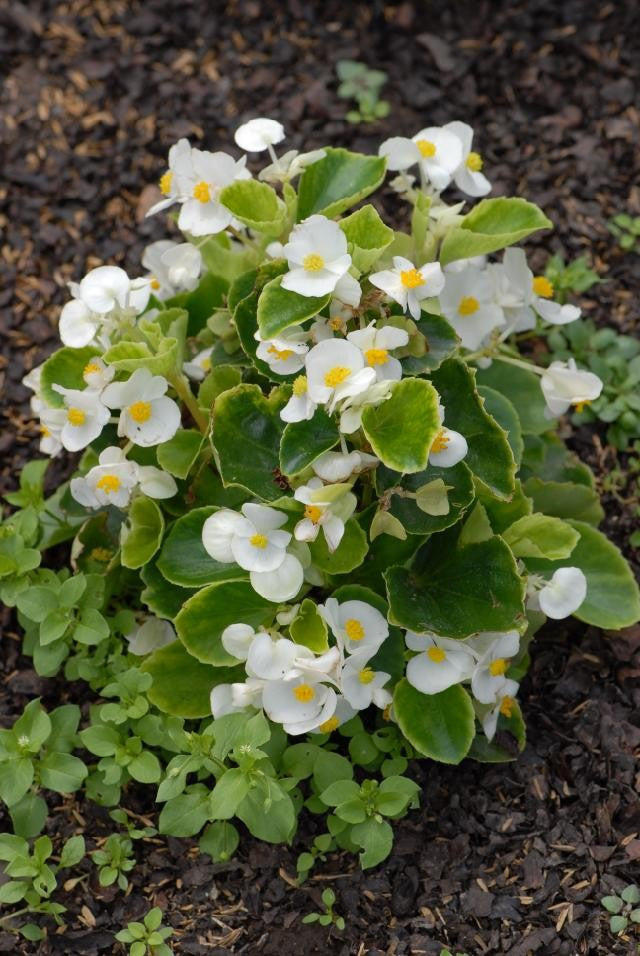 Begonia Seeds 50 Pelleted Seeds Begonias Bada Bing White