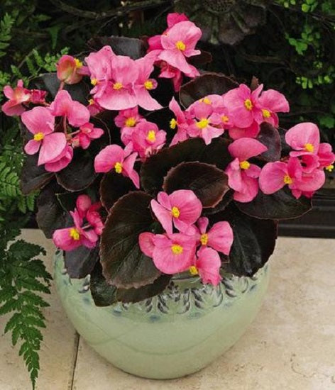 Begonia Seeds 50 Pelleted Seeds Begonias Bada Bing Pink