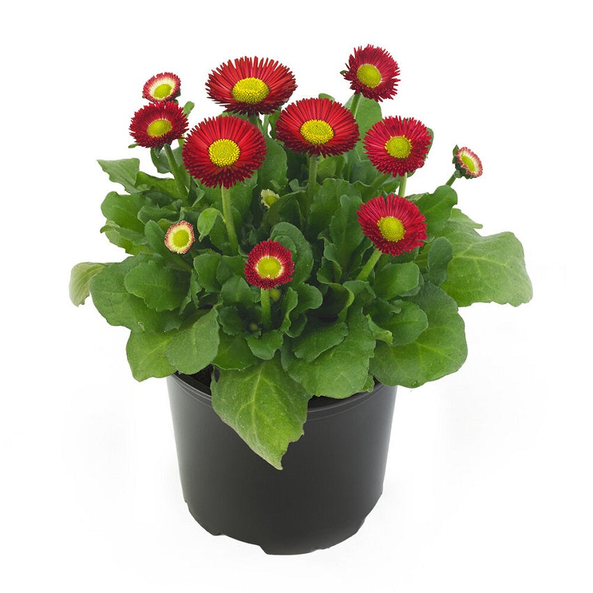 Bellis Seeds Bella Daisy Red 25 Pelleted Seeds English Daisy