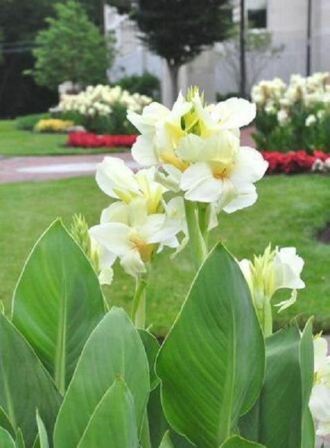 white canna lily seeds Canna Seeds 25 Canna Tropical White Tropical Plant Seeds