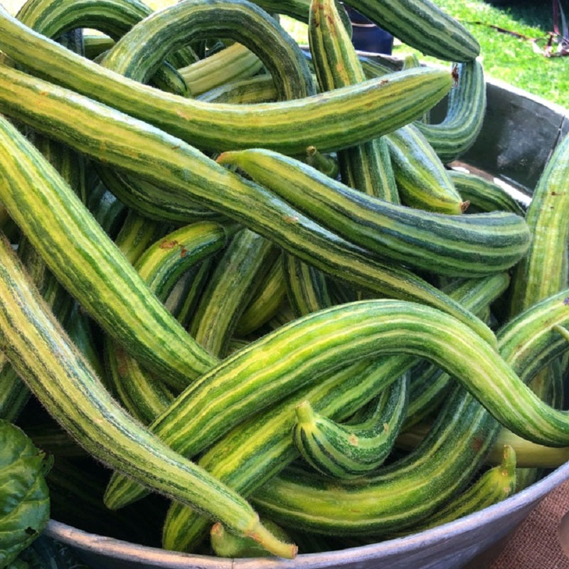 Painted Serpent Cucumber Seeds 50 Vegetable Seeds