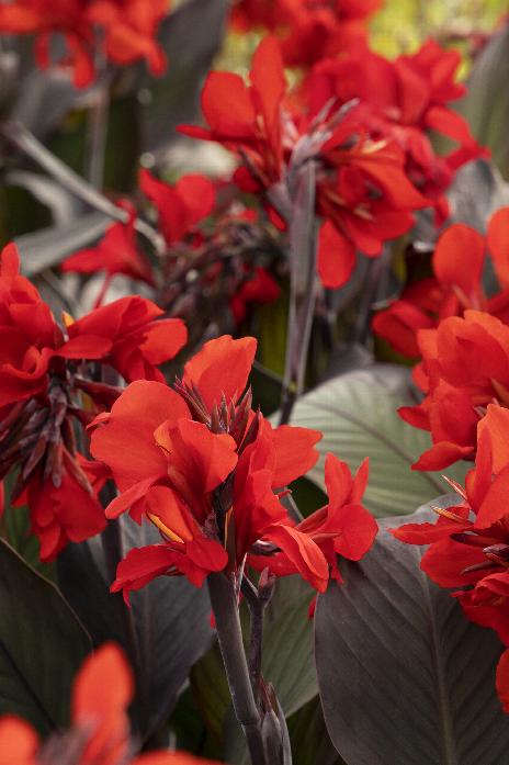 canna plant seeds Canna Flower Seeds - Tropical Series: Bronze Scarlet - 25 Seeds - Annual Flower Garden Seeds
