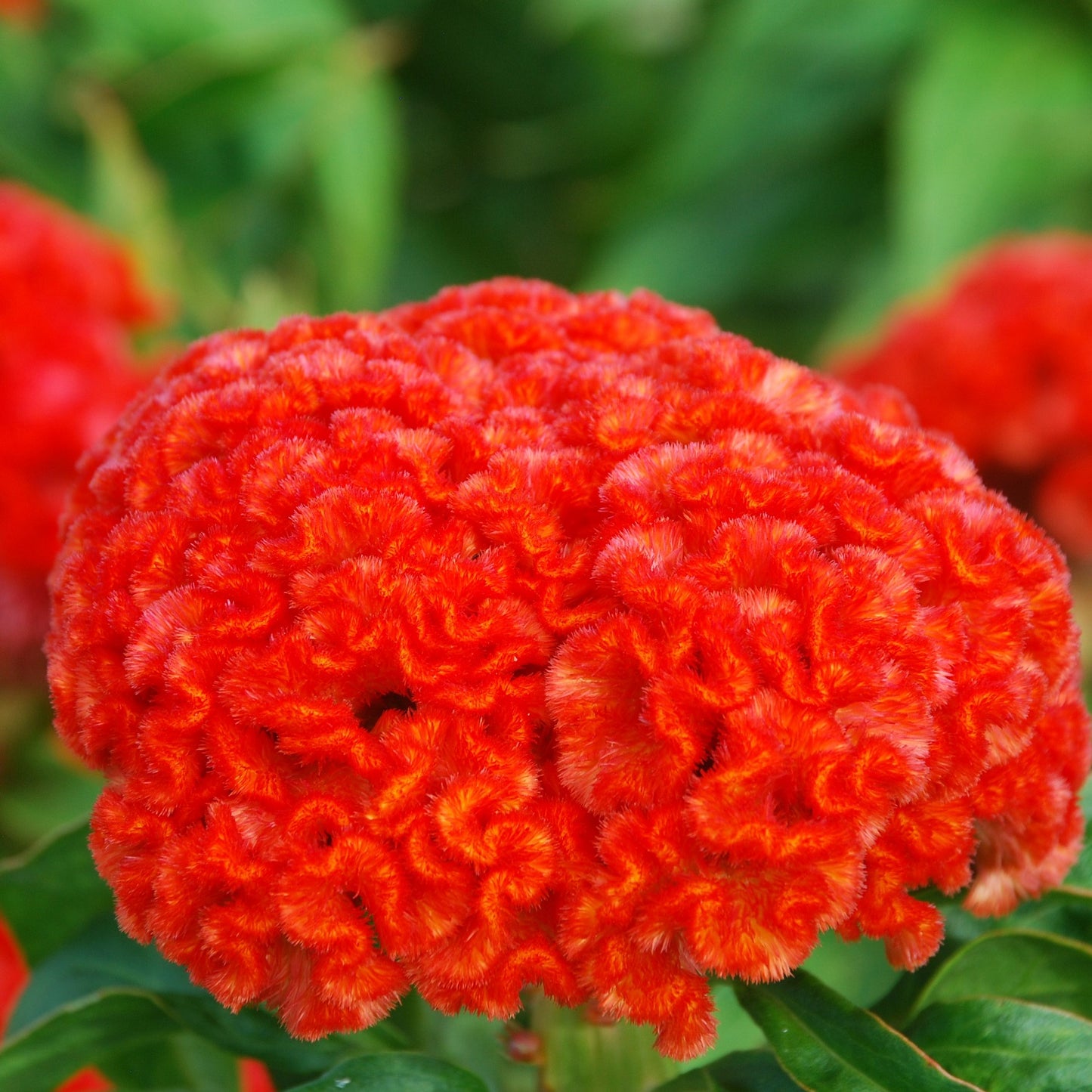Celosia Seeds Celosia Chief Persimmon 50 thru 1,000 Seeds Cut Flower Seed