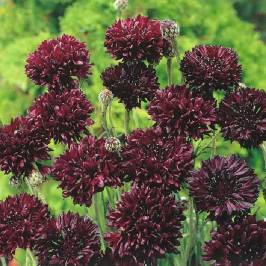 100 Cornflower Seeds Black Annual Seeds Bachelor Button Seeds