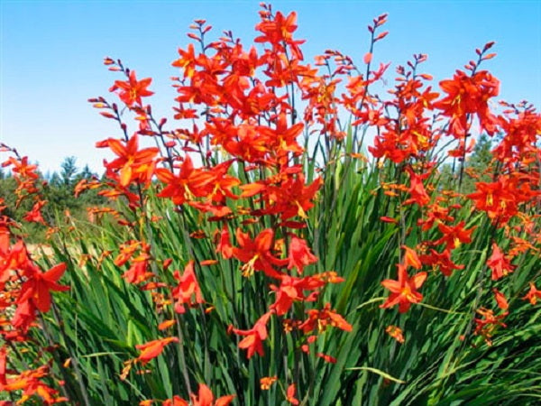 Crocosmia Seeds 100 Seeds Crocosmia Perennial Seed