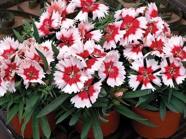 50 Pelleted Seeds Dianthus Seeds Super Parfait Peppermint
