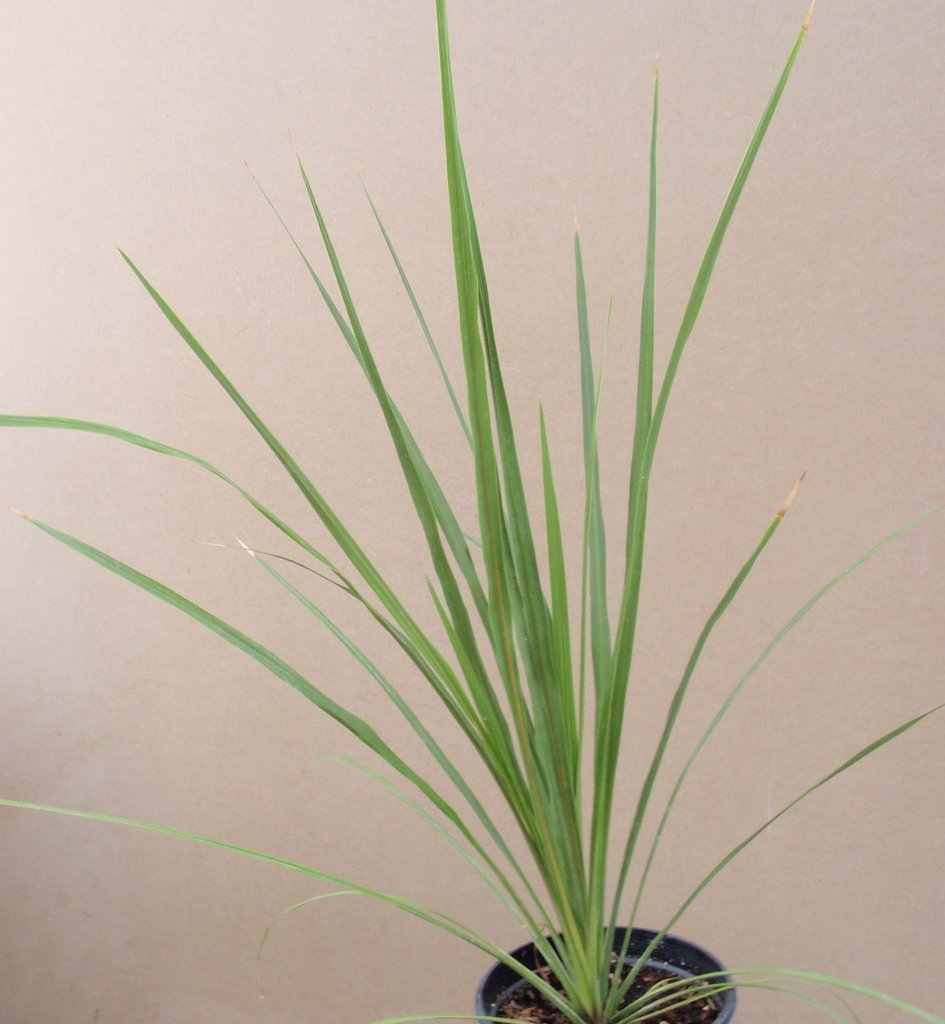 grass dracaena spike Dracaena Indivisa Dracaena Spike Seeds 50 thru 1,000 Dracaena Seeds