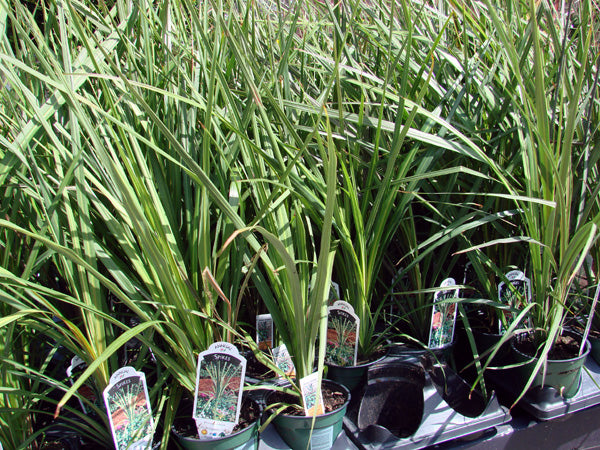 dracaena indivisa cordyline Dracaena Seeds | Indivisa Dracaena Spike Seeds