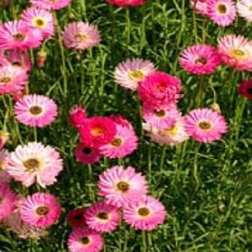 100 Paper Daisy Seeds Rose Helipterum Roseum Rose