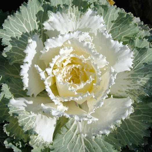 cabbage flower seeds Ornamental Cabbage Seeds Osaka White 50 Flowering Kale Seeds