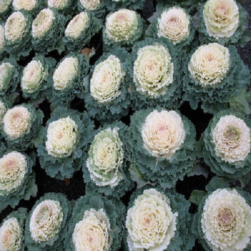 indoor cabbage plant 50 Flowering Cabbage Seeds Pigeon White Ornamental Kale Seeds – trailingpetunia.com