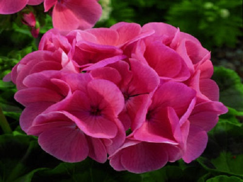 zonal geranium seeds 15 Maverick Salmon Geranium Seeds Spring Seeds
