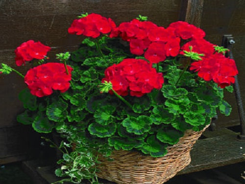 Geranium Seeds Maverick Scarlet 15 thru 100 Geranium Seeds Bulk Flower Seeds