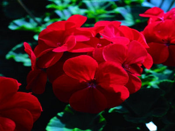 Geranium Seeds Saturn Red Flare 15 Seeds Spring Flower Seeds