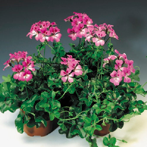 ivy leaf geranium seeds Tornado Duet Bicolor Ivy Geranium Seeds 15 thru 50 Bulk Geranium Seeds