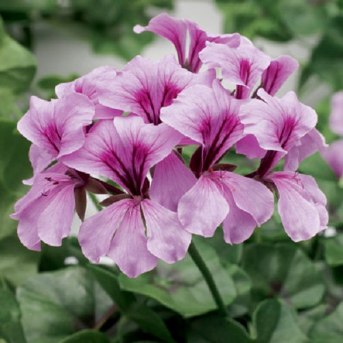 Tornado Lilac Ivy Geranium Seeds 15 thru 50 Bulk Seeds