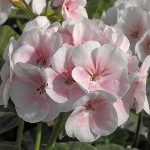 Geranium Seeds Maverick Appleblossom 15 thru 250 Geranium Seeds Bulk Flower Seeds