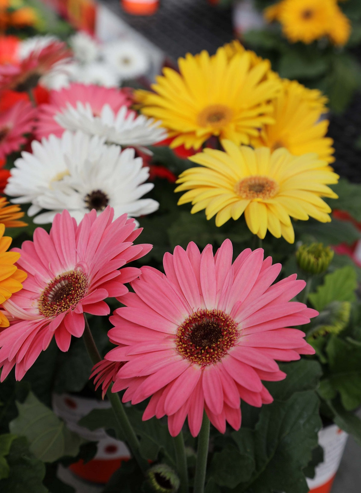 Gerbera Daisy Seeds Majorette Mix 15 thru 50 seeds