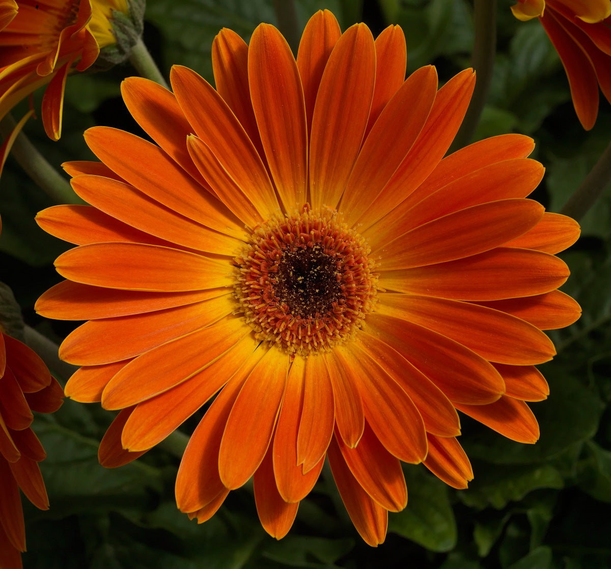 Gerbera Daisy Seeds Majorette Blazing Eye 15 thru 50 seeds