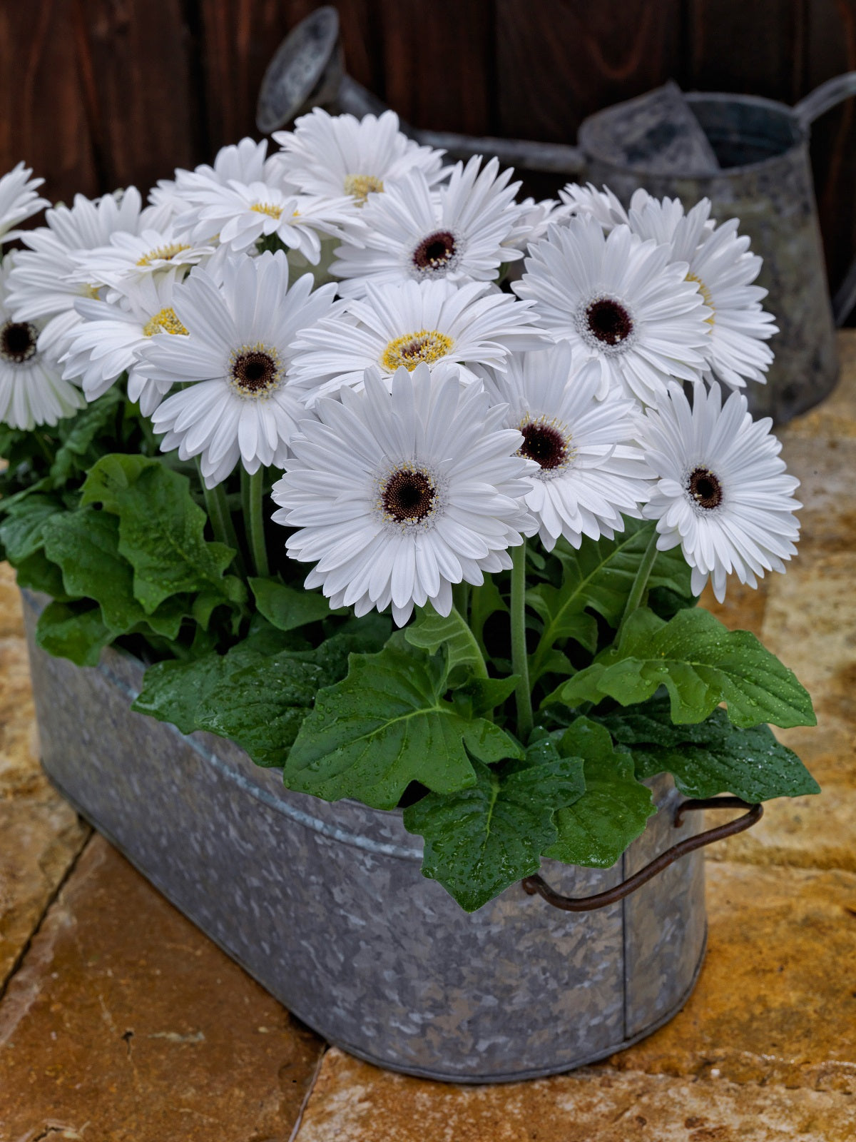 Gerbera Daisy Seeds Majorette White With Eye 15 thru 50 seeds