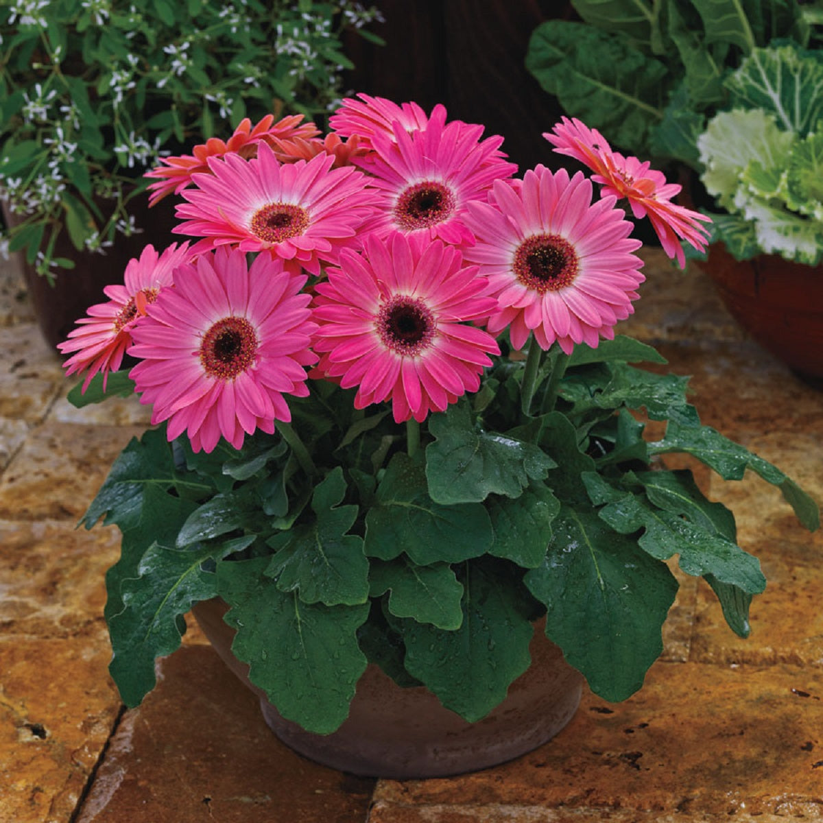 Gerbera Daisy Seeds Majorette Pink Halo 15 thru 50 seeds