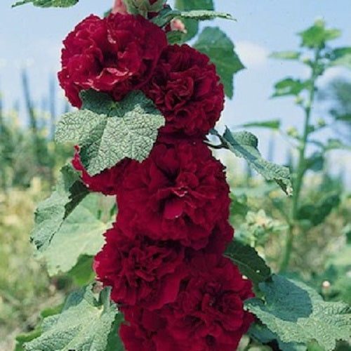 Alcea Seeds Hollyhock Seeds 25 thru 250 Chater Maroon Seeds