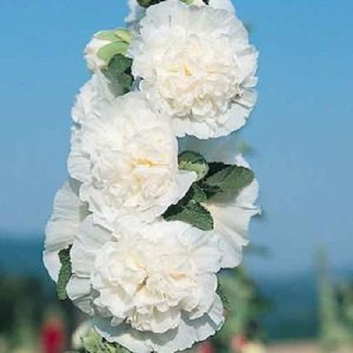 Alcea Seeds Hollyhock Seeds 25 thru 250 Chater White Seeds