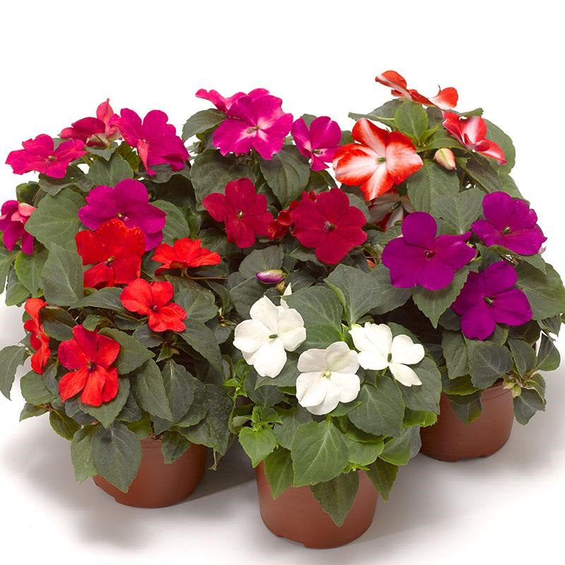 Impatiens Seeds Impatiens XDR Imara Purple 50 Flower Seeds