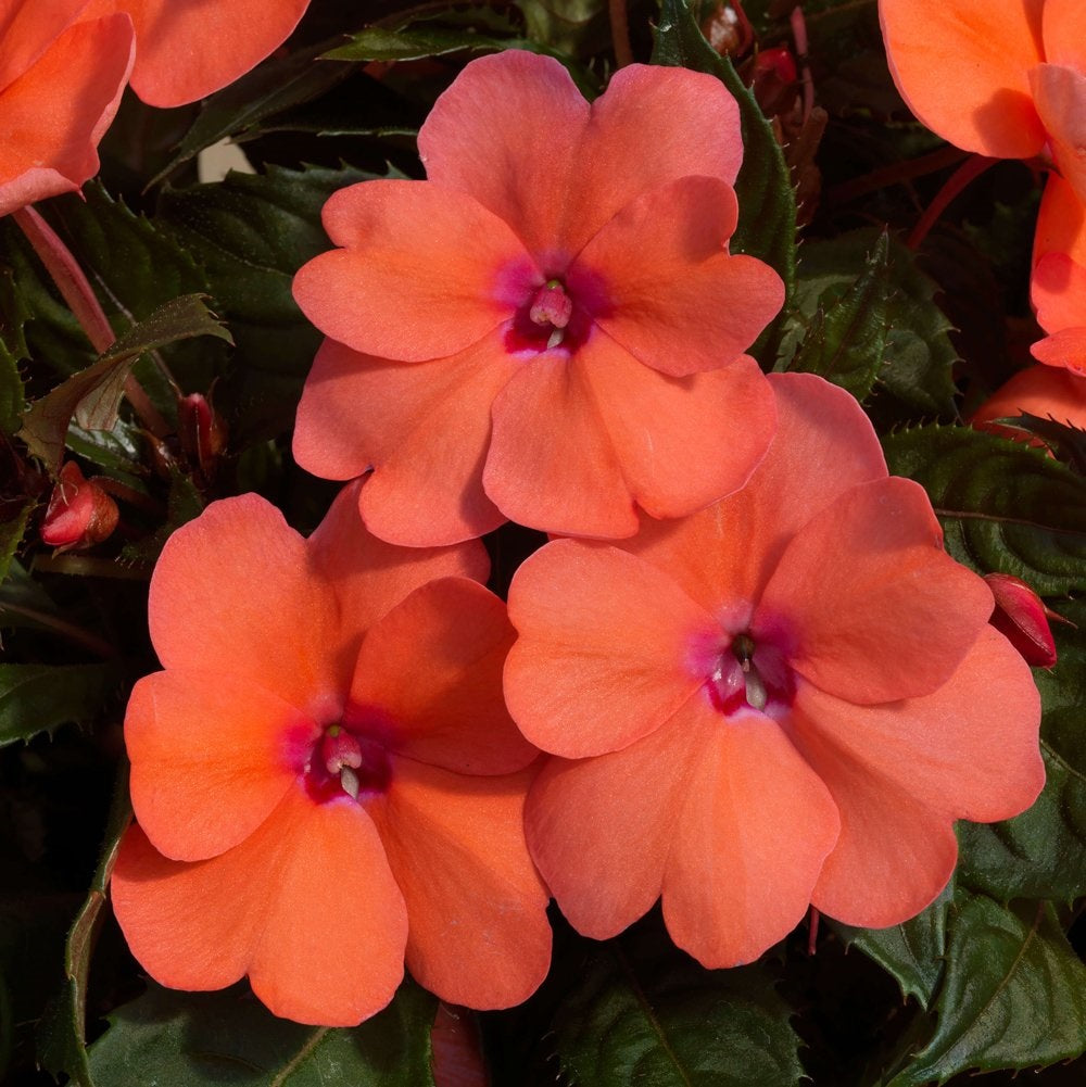 Impatiens seeds impatiens sun and shade Resister Coral 25 thru 500 Seeds