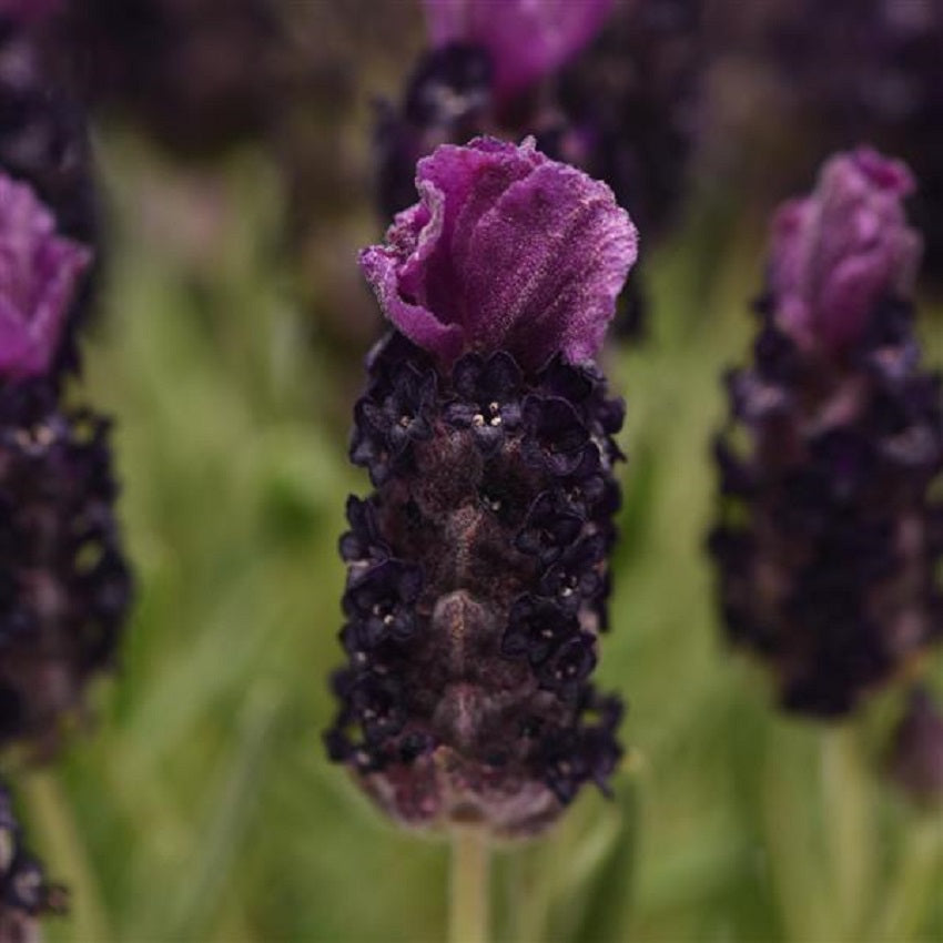 Spanish Lavender 50 Seeds Lavandula Bandera Deep Purple