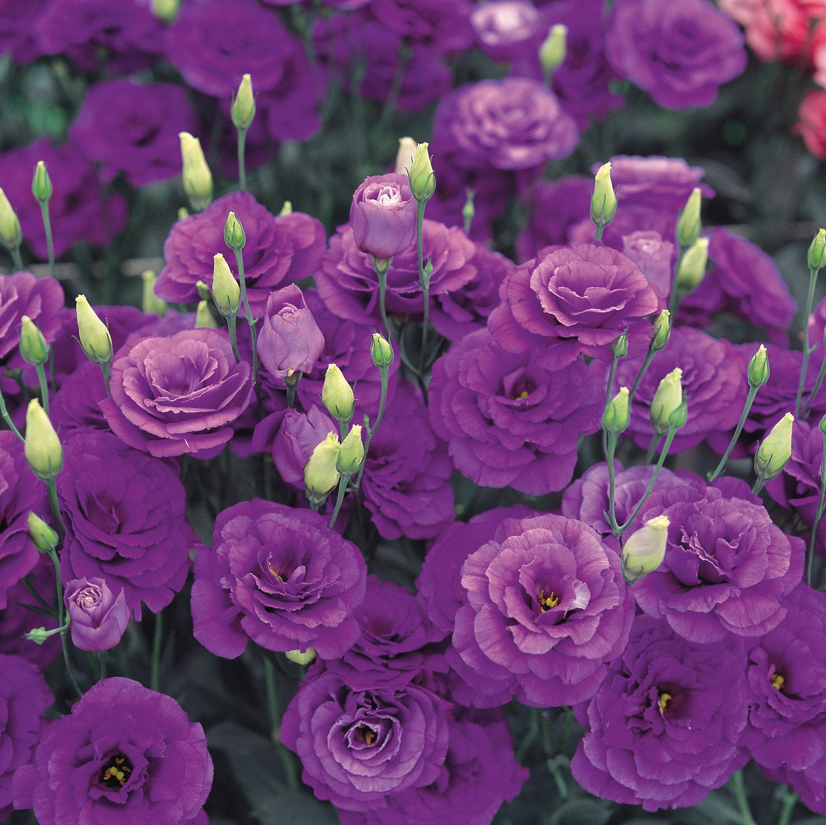 thumbnail image 2 of Ethos Blue Lisianthus Seeds - Non-GMO Heirloom Flower Seeds - 125 To 5000 Count 2 of 5