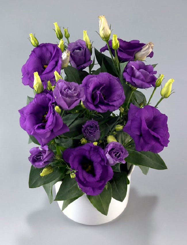 Lisianthus Seeds Rosie Lavender Blue 25 Pelleted Seeds F1