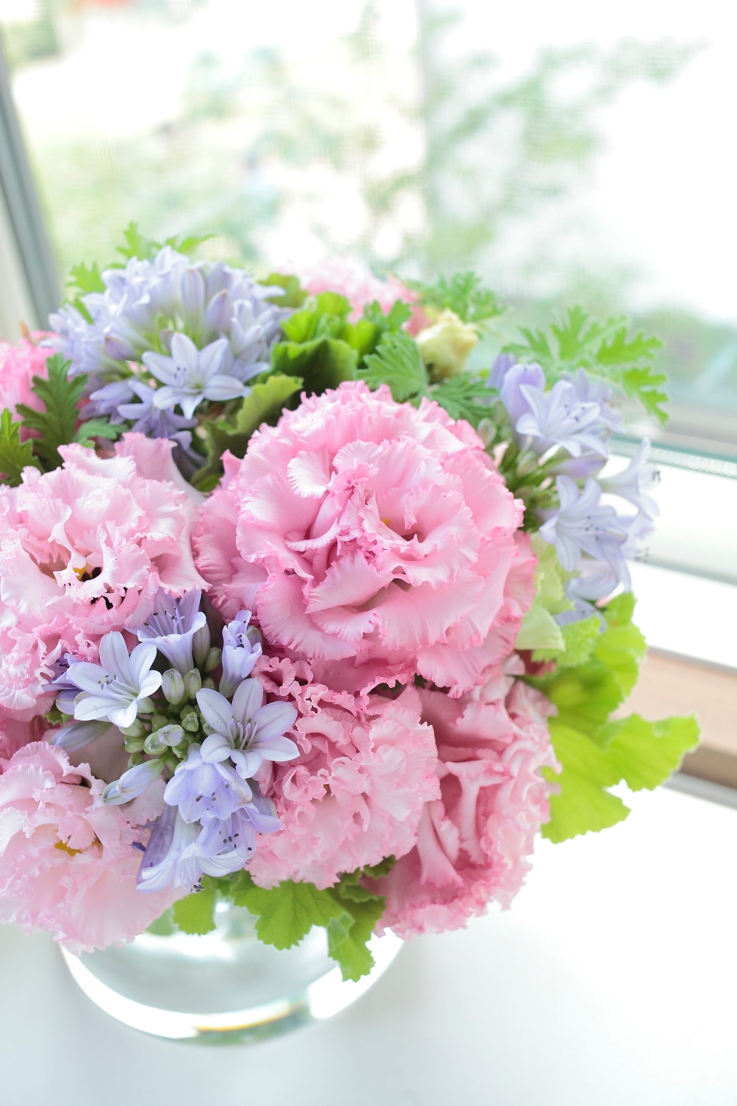lisianthus flower seed Cut Flower Seeds 25 Pelleted Lisianthus Seeds Voyage Pink