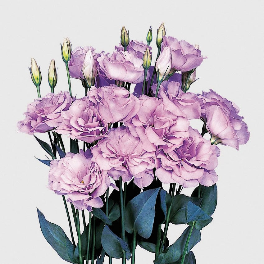 Lisianthus Seeds Echo Lavender 25 thru 250 Pelleted Seeds Cut Flower Seeds