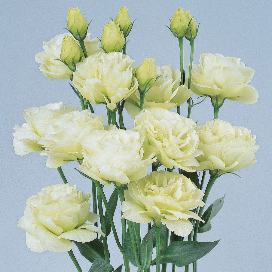 Lisianthus Seeds Rosita Green 25 Pelleted Seeds