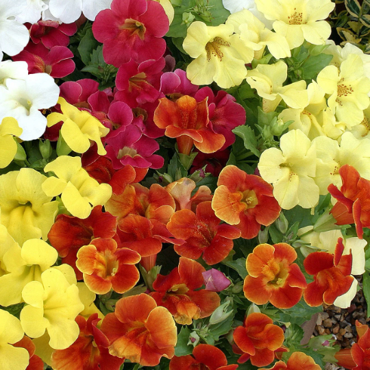 Grandiflora Seeds Mimulus Seeds Maximus Formula Mix 50 Pelleted Seeds