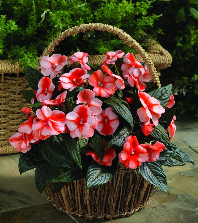 planting new guinea impatiens seeds Guinea Impatiens Flower Seeds
