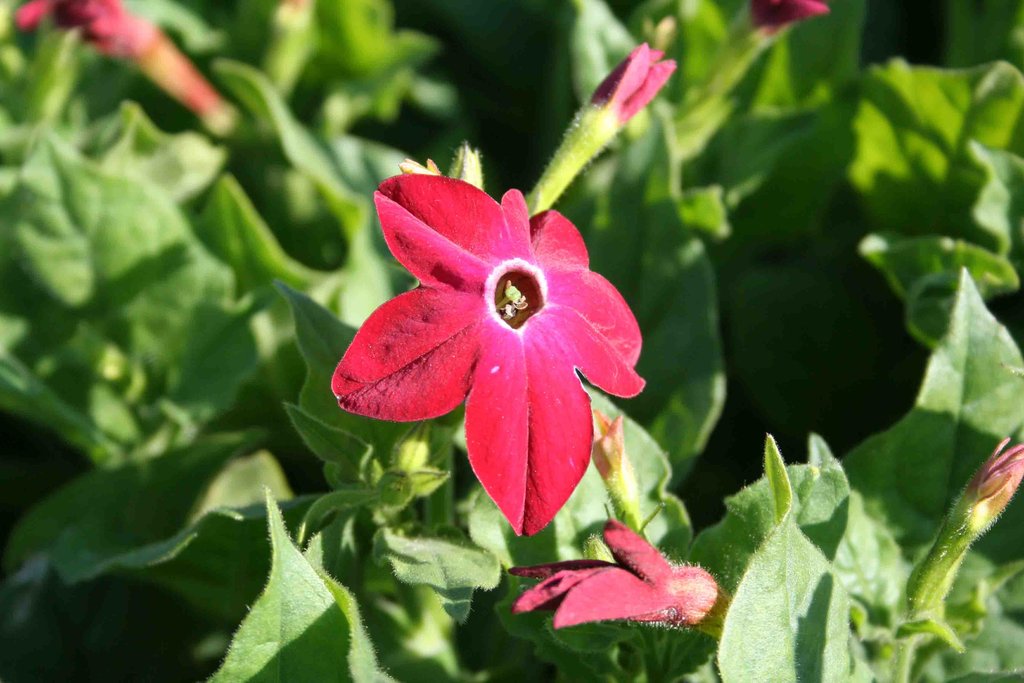 african tobacco plant Tobacco - African Red african tobacco plant Tobacco - African Red