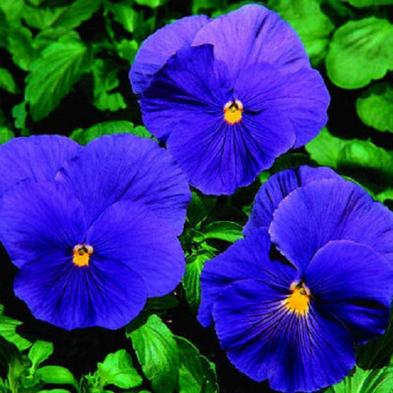 Pansy Seeds Character Clear Blue Viola Seeds 25 thru 500 Seeds
