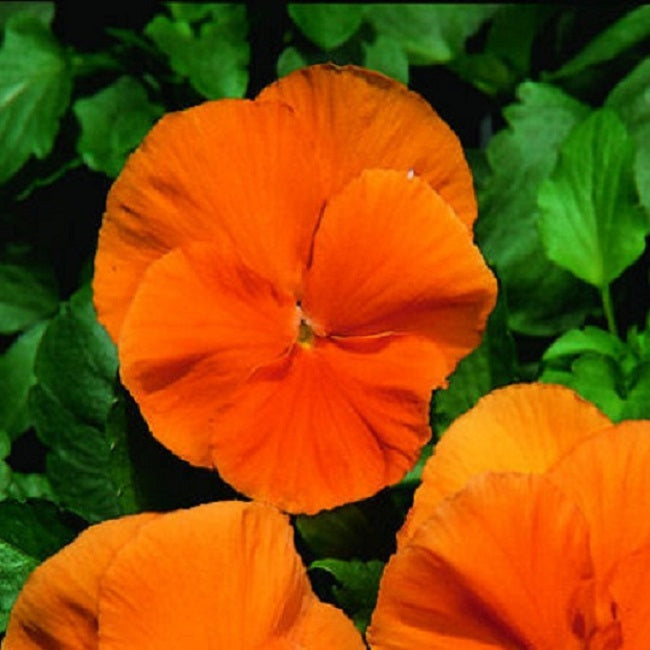 Pansy Seeds Character Clear Orange Pansy 25 thru 500 Viola Seeds