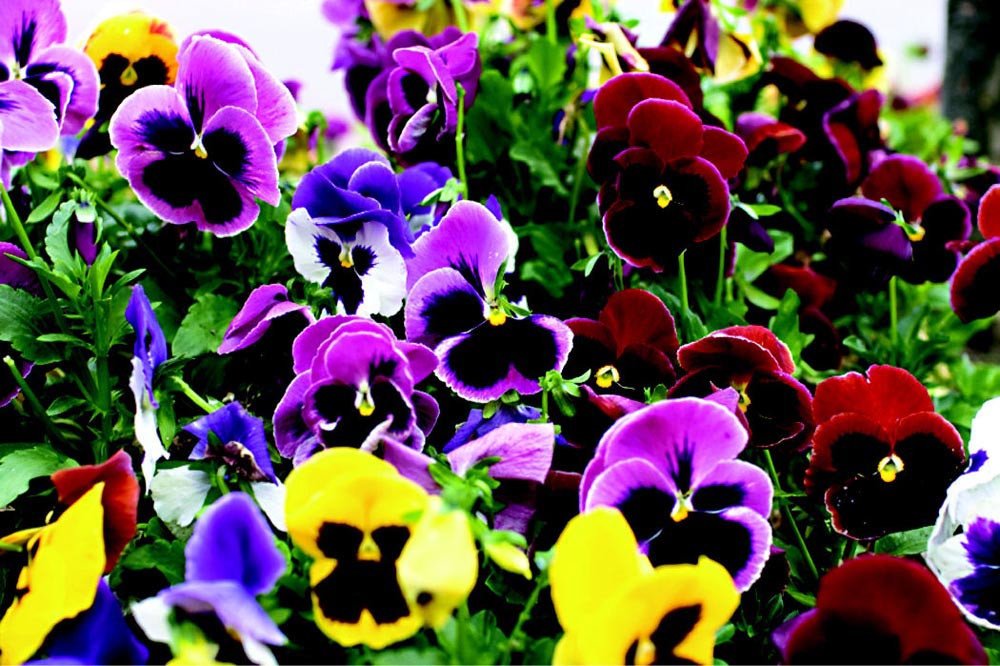 pansy flower seeds for sale 50 Pansy Seeds Character All Colors Flower Seeds