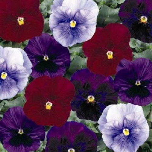 50 Pansy Seeds Delta Berry Tart Mix