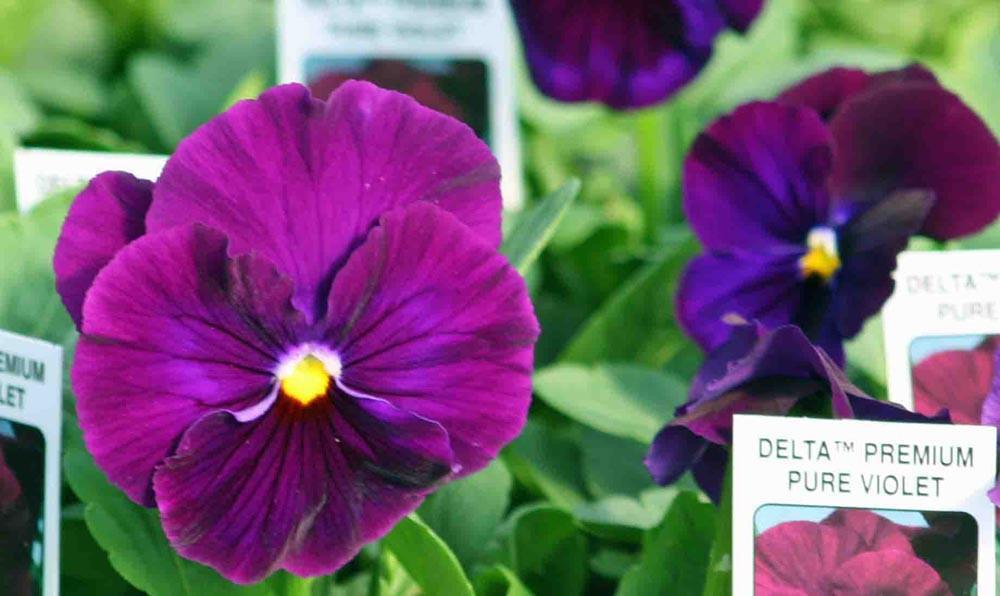pure seed flower 50 Pansy Seeds Pansy Delta Pure Violet Flower Seed