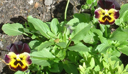 50 Pansy Seeds Joker Violet & Gold Flower Seeds Bedding Flower