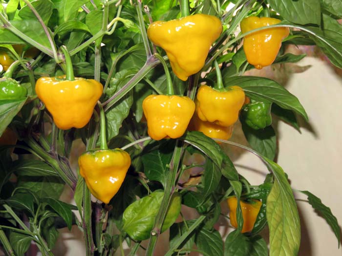 plant scotch bonnet pepper seeds 50 Jamaican Yellow Scotch Bonnet Pepper Seeds