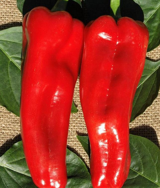 Sweet Pepper Seeds Marconi Red 25 thru 1,000 Hybrid Pepper Seeds