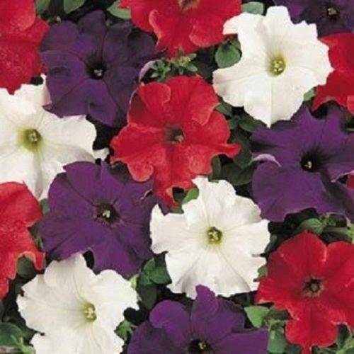 Petunia Seeds 50 Pelleted Seeds Dreams Patriot Mix