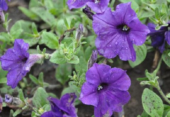 Trailing Petunia Seeds Easy Wave Blue 15 thru 100 Pelleted Petunia Seeds
