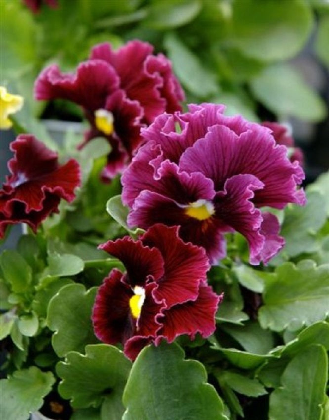 Bulk Pansy Seeds Frizzle Sizzle Burgundy 1,000 Bulk Flower Seeds
